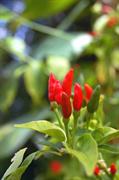 Capsicum eximium 